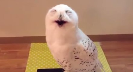 Cette chouette est morte de rire quand elle voit son soigneur