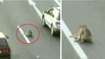 Au péril de sa vie, ce chien porte secours à son compagnon blessé sur l'autoroute. Un manifique geste de solidarité