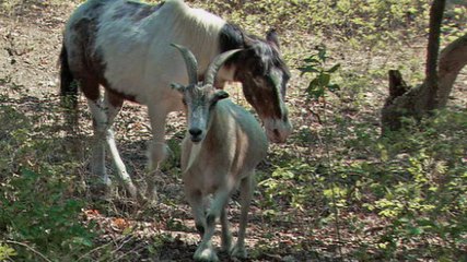 Ce cheval aveugle ne voulait plus vraiment vivre. Jusqu'à ce qu'il rencontre Jack la chèvre.