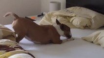 Ce chien n'a pas le droit de monter sur le lit. Mais voilà ce qu'il fait quand ses maîtres ont le dos tourné