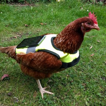 Pokémon Go : la technique de la poule pour faire éclore ses oeufs est redoutable