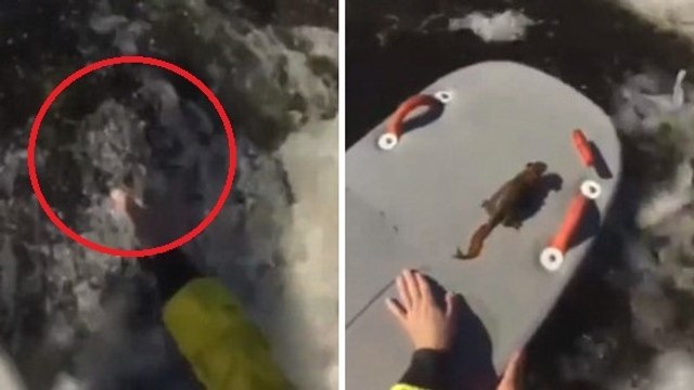 Cet écureuil allait se noyer dans une cascade. Mais un homme est arrivé