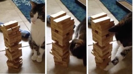 Ce chat est un pro des jeux de société. Il va vous épater avec son talent !