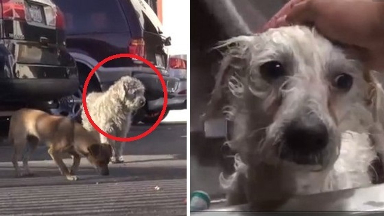 Ces chiens auraient pu mourir dans la rue. Mais ce que ces bénévoles ont fait est génial