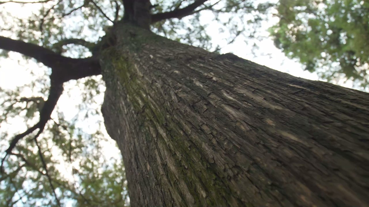 "Stuckie": Das ist das Geheimnis hinter der mumifizierten Kreatur, die Holzfäller in einem Baum gefunden haben