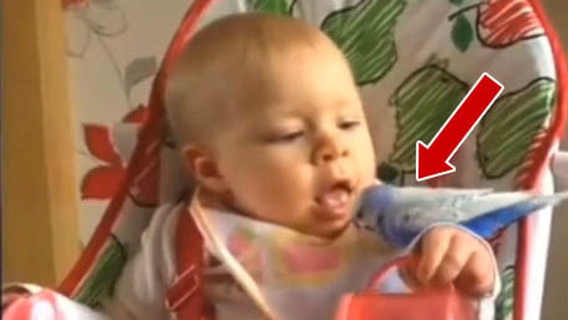 Ce bébé aime beaucoup l'oiseau qui s'est posé sur lui. A tel point qu'il aimerait le manger !