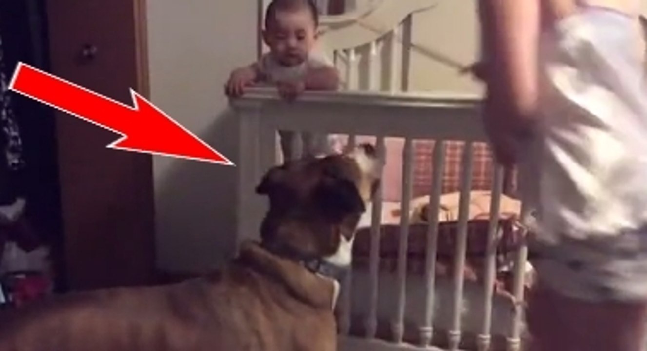 Cette maman fait semblant de s'énerver contre son bébé. La réaction du chien ne se fait pas attendre
