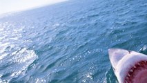Unama'ki: Folgt einem der größten Weißen Haie mit einem Tracker!