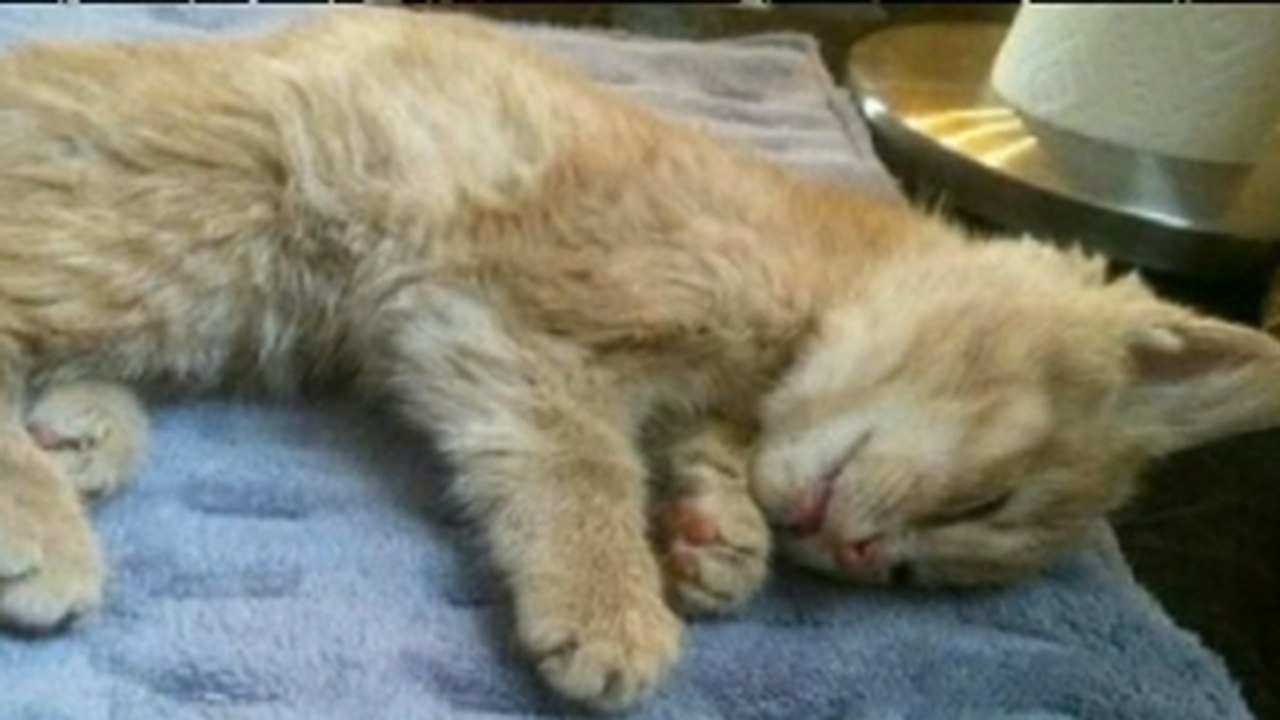 Abandonné dans la neige, ce chaton allait mourir. Mais il a croisé les bonnes personnes.