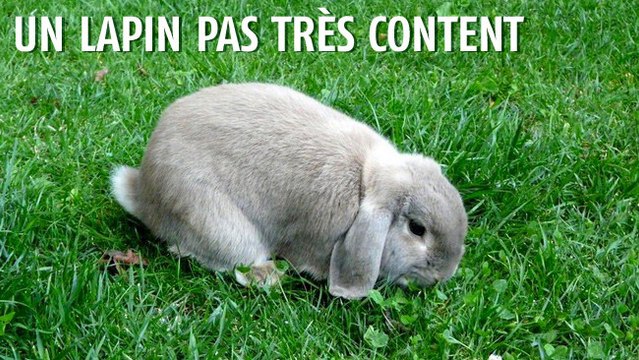 Ce lapin n'est pas content du tout. Et il a bien l'intention de le faire comprendre !
