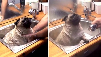 Ce carlin adore les douches bien chaudes. C'est son moment préféré de la journée !