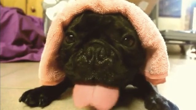 Ce chien fait vraiment un bruit étrange... Vous n'allez pas y croire !