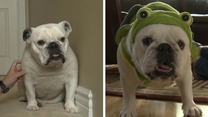 Ce chien a peur de tout. Mais une technique permet de le rendre très gentil