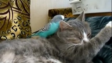 Ce chat est le plus patient du monde. Et ce perroquet a bien l'intention d'en profiter !