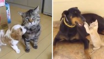 Ces chiens et chats se rencontrent pour la première fois. Et ce n'est pas toujours le grand amour !