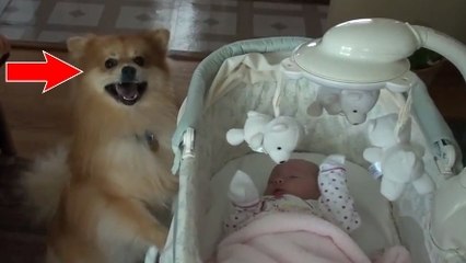 Ce chien fait connaissance avec le nouveau-né de la famille. Sa réaction est géniale