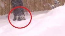 Ce panda aime beaucoup s'amuser dans la neige. Mais il va vite le regretter.