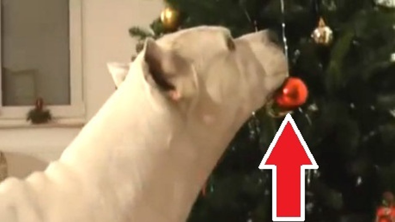 Ces chiens sont très impatients à l'idée de fêt...