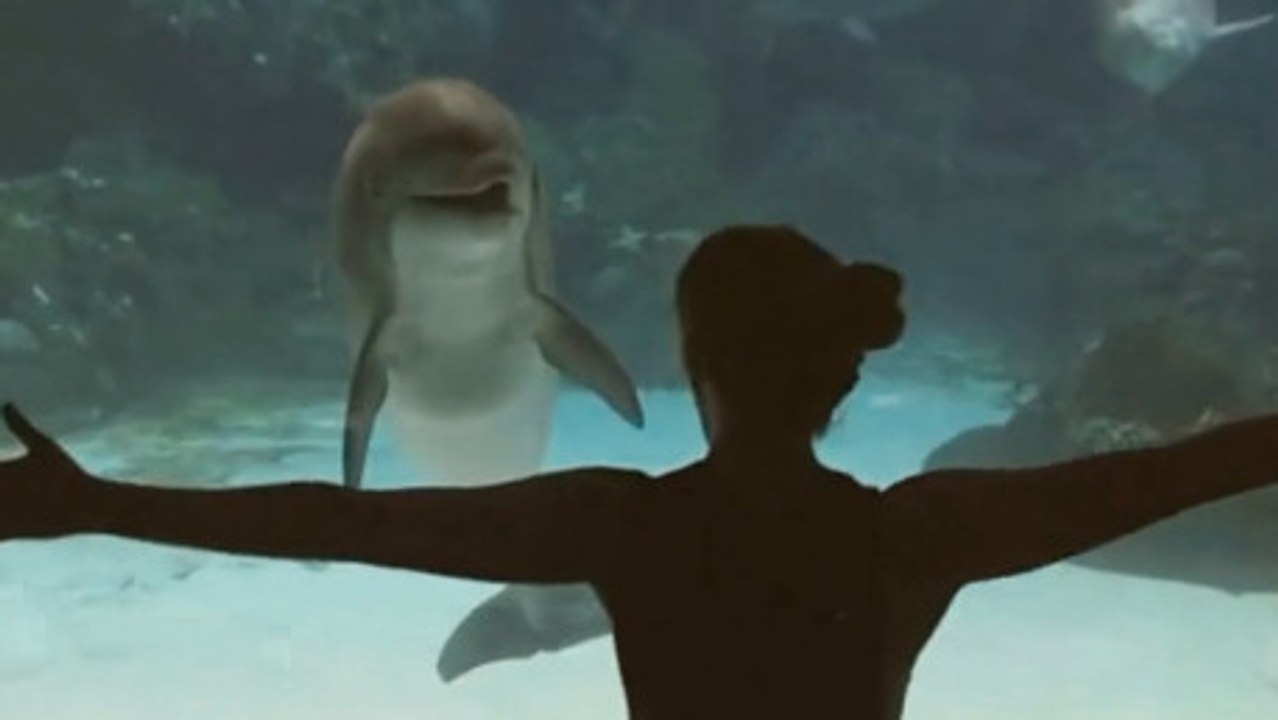 Ce dauphin est très intéressé par les galipettes de cette fille. Il va même en rigoler