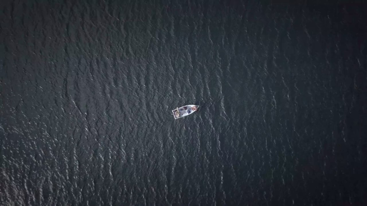 Blutrausch: Das Video eines Weißen Hais geht viral