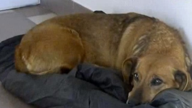 Ce chien attend son maître décédé depuis un an. Personne n'a réussi à la faire bouger