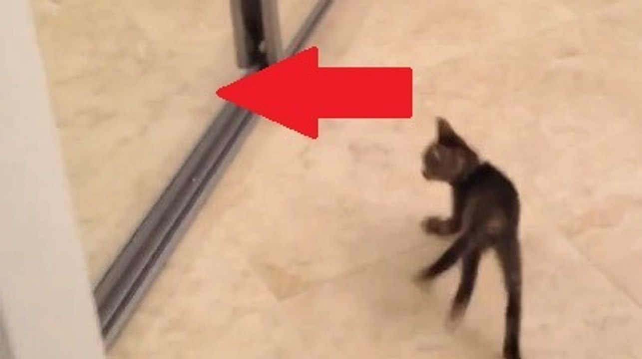 Ce chat est un petit teigneux. Mais il se bat contre quelqu'un de très drôle