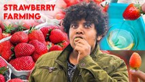 Strawberry Farm and Beautiful View - Ooty - Irfan's View