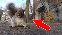 Cet écureuil a trouvé une caméra dans un parc. Il va en faire quelque chose de totalement inattendu