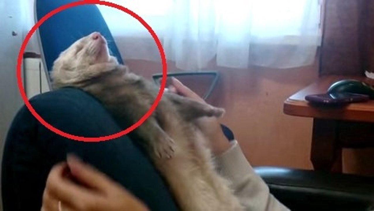 Ce petit furet n'arrive pas à rester concentré. Le résultat est hilarant