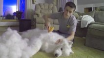 Cet homme a brossé son samoyède pendant une heure. Ce qu'il a trouvé à la fin est impressionnant !