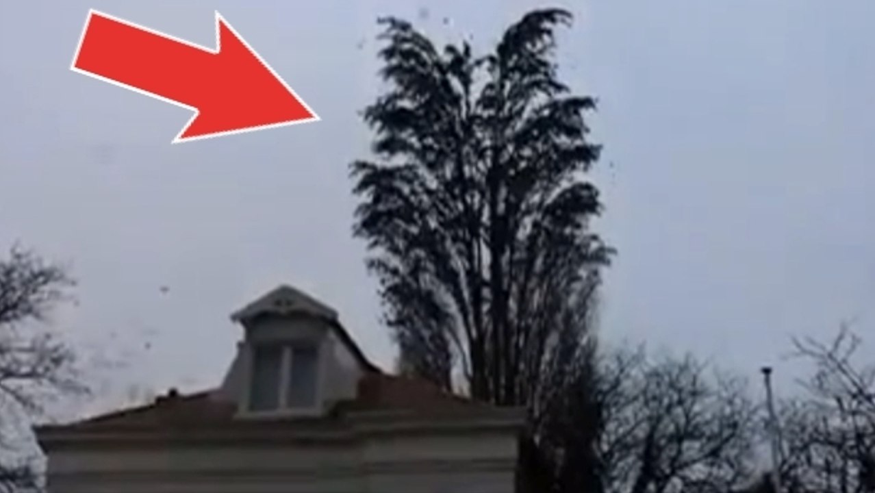 Elle filmait cet arbre quand quelque chose d'incroyable s'est produit. Vous n'allez pas en croire vos yeux !