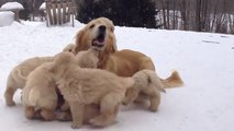 Cette chienne joue avec ses 9 chiots. Un moment très mignon