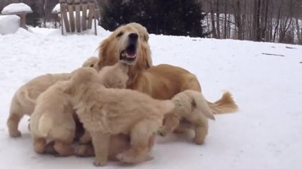 Cette chienne joue avec ses 9 chiots. Un moment très mignon