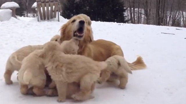 Cette chienne joue avec ses 9 chiots. Un moment très mignon