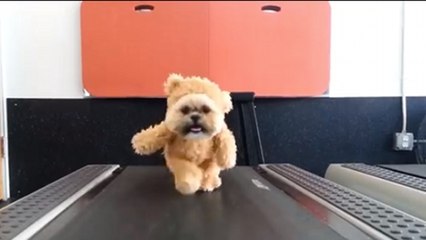 Ce chien a enfilé un costume hilarant. Et quand il bouge, l'effet est épatant
