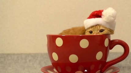 Ce petit chat s'amuse dans une tasse de thé. Il est absolument adorable