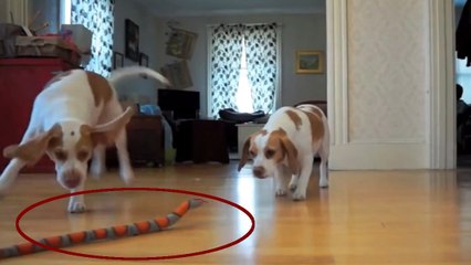 Devant un serpent, ce petit chien n'a pas hésité une seconde. Il s'est précipité pour sauver sa soeur !