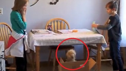 Ces enfants faisaient tranquillement leurs devoirs. Tout à coup, un petit chien est sorti de sa boîte !
