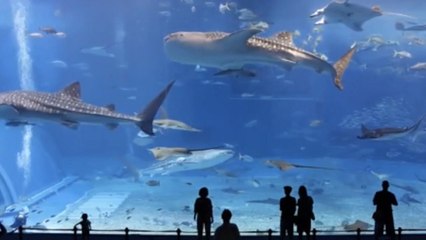 Cet aquarium est l'un des plus grands du monde. Vous n'allez pas en croire vos yeux