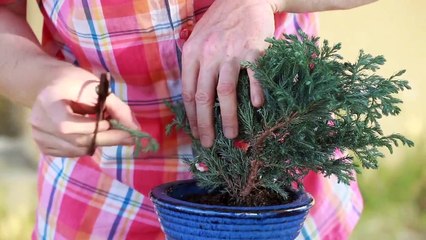 Atelier jardin - Comment créer un bonsaï ?