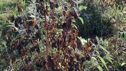 Atelier jardin - Comment faire passer l'hiver à un dahlia ?