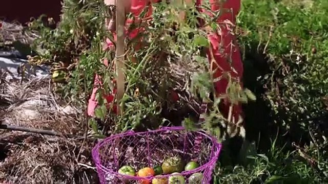 Atelier jardin - Comment arracher un plan de tomate ?