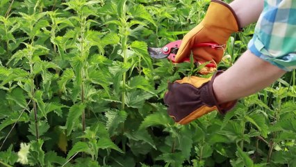 Atelier jardin - Purin d'orties