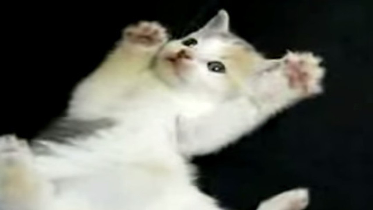 Ce petit chat est le plus mignon du monde. Vous allez craquer