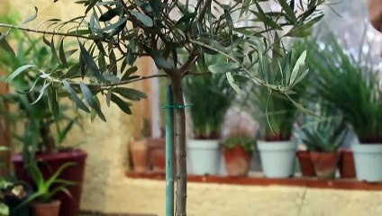 Atelier jardin - Comment entretenir un olivier en pot ?
