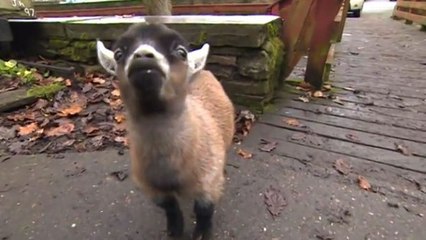 Cette petite chèvre est la plus mignonne du monde. Elle va vous faire craquer