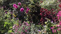 Atelier jardin - Comment semer des fleurs vivaces ?