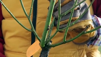 Atelier jardin - Comment préparer un pralin "maison" ?