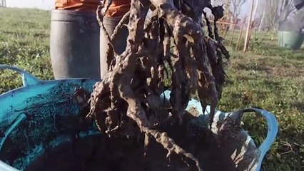 Atelier jardin - Comment planter un poirier racines nues ?