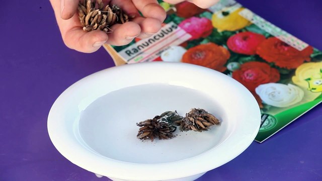 Atelier jardin - Comment planter des griffes de renoncules ?